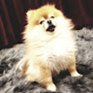 Meet your Posher, Vegapunk